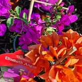 Orange and Purple Flowers - Riverland Garden Centre - Xplorio™ Stanford