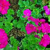 Pink Flowers - Riverland Garden Centre - Xplorio™ Stanford