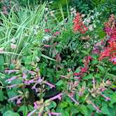 Pink Flowers - Riverland Garden Centre - Xplorio™ Stanford