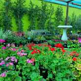 Flowers - Riverland Garden Centre - Xplorio™ Stanford