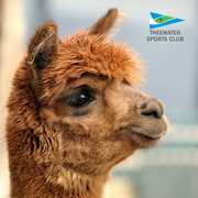 Have You Ever Hugged An Alpaca?