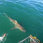 Shark - White Shark Projects - Xplorio™ Gansbaai