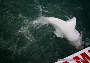 Daily Blog: 26 May 2022 | Shark Cage Diving in South Africa