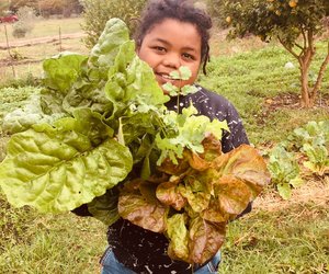 Harvesting Greens From Our Garden