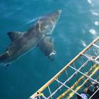 Discover White Shark Projects... Discover White Shark Projects...