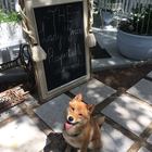 Dog - The Lady Grace - Xplorio™ Greyton