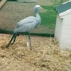 Blue Crane - Greyton Farm Animal Sanctuary - Xplorio™ Greyton