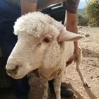 Lamb - Greyton Farm Animal Sanctuary - Xplorio™ Greyton