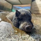 Piglet - Greyton Farm Animal Sanctuary - Xplorio™ Greyton