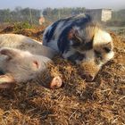 Pigs - Greyton Farm Animal Sanctuary - Xplorio™ Greyton