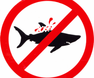 8th State To Join Shark Fin Ban - Gansbaai Daily News