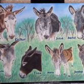 Collage of donkeys