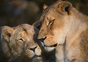 7th Fundraiser for Panthera Africa Big Cat Sanctuary