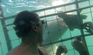 Next Marine Dynamics Shark Cage Diving Trip: 4 June 2022