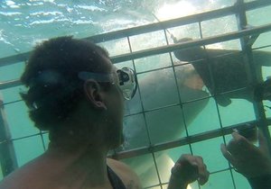 Next Marine Dynamics Shark Cage Diving Trip: 4 June 2022