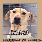 Bonzo is ready to be adopted!