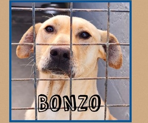 Bonzo is ready to be adopted!