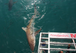 Daily Blog: 07 June 2022 | Shark Cage Diving in South Africa