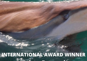 Next Marine Dynamics Shark Cage Diving Trip: 10 June 2022