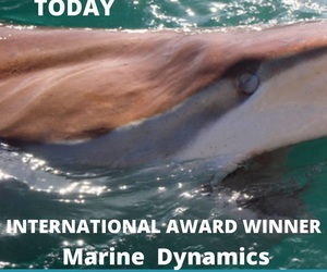 Next Dyer Island Marine Big 5 Tour: 10 June 2022