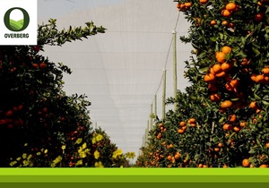 Het Jy Al Ooit Landbounette Vir Jou Sitrusboord Oorweeg?