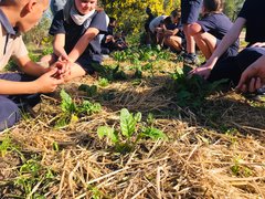 Weekly Enrichment Class: Checking On Our Spinach