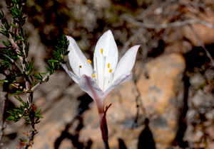 Brand New Fynbos Species Discovered