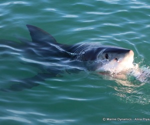 Daily Blog: 16 June 2022 | Shark Cage Diving in South Africa