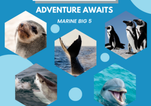 Marine BIG 5