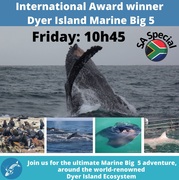 Next Dyer Island Marine Big 5 Tour: 24 June 2022