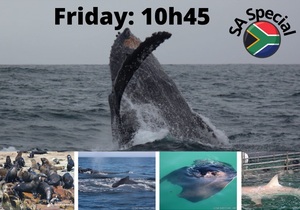 Next Dyer Island Marine Big 5 Tour: 24 June 2022