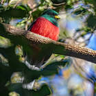 Bird - Riaan Jacobs Photography - Xplorio™ Gansbaai