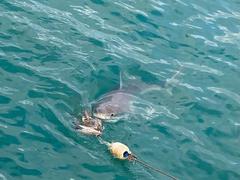 EXCITING NEWS: The Great White Sharks are back in Gansbaai!