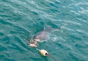 EXCITING NEWS: The Great White Sharks are back in Gansbaai!