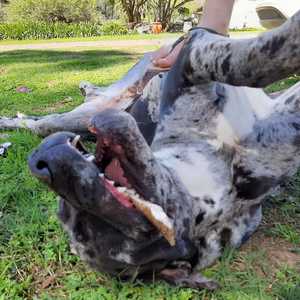 Great Dane - Caledon Dieresorg - Xplorio™ Caledon