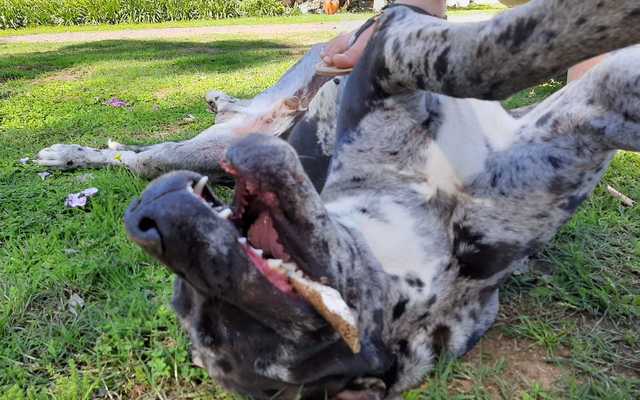 Great Dane - Caledon Dieresorg - Xplorio™ Caledon