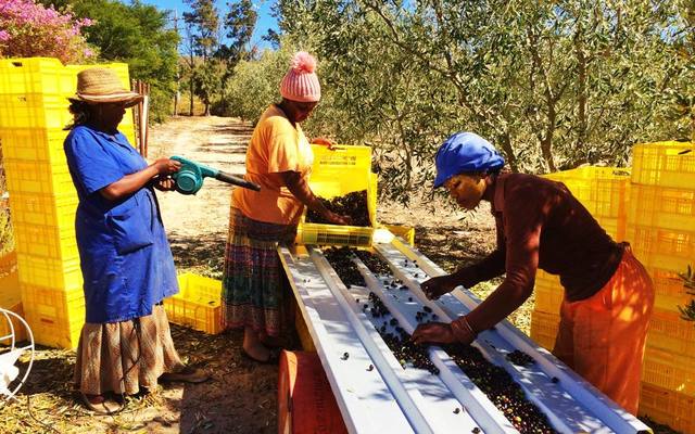 Olives - Bakenshoogte - Xplorio™ Botrivier Olives - Bakenshoogte - Xplorio™ Botrivier