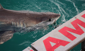 Die Grootwithaai is in (Klein)baai!