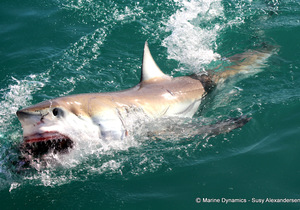 Next Marine Dynamics Shark Cage Diving Trip: 30 June 2022