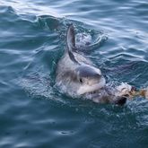 Great White Shark - White Shark Projects - Xplorio™ Gansbaai