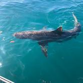 Great White Shark - White Shark Projects - Xplorio™ Gansbaai