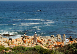 The all-time marine season is here!