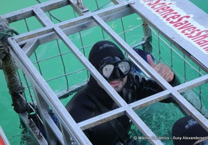 Daily Blog: 04 July 2022 | Shark Cage Diving in South Africa