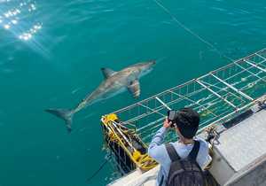 Spotted 5 Great White Sharks on Trip!