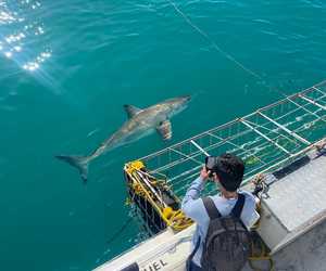 Spotted 5 Great White Sharks on Trip!