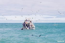 Next Dyer Island Marine Big 5 Tour: 6 July 2022