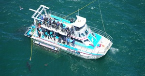 Next Marine Dynamics Shark Cage Diving Trip: 6 July 2022