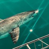 Great White Shark - White Shark Projects - Xplorio™ Gansbaai