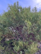 How To Identify Alien Trees