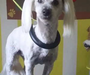 Professional Pet Grooming Spa in Gansbaai